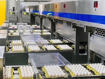 Yumurtanın İşlenmesi ve Pazarlanması